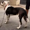Não sabe-se o nome