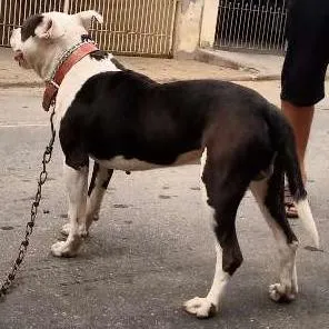 Cachorro ra a Pitbull idade 5 anos nome Não sabe-se o nome