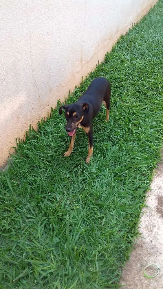 Cachorro ra a Indefinido idade 1 ano nome Bebela