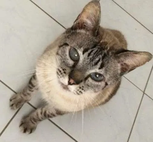 Gato ra a SRD idade 3 anos nome Luca