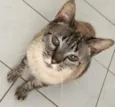 Luca