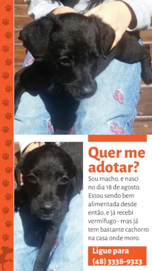 Cachorro raça SRD idade 2 a 6 meses nome Peter
