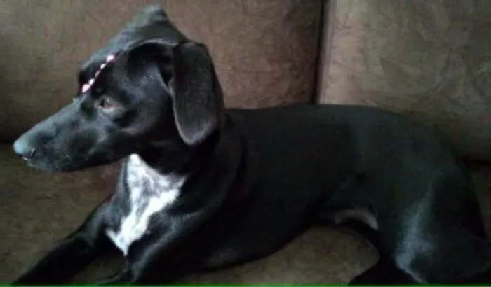 Cachorro ra a SRD (com jeito de salsichinha) idade 1 ano nome Nina