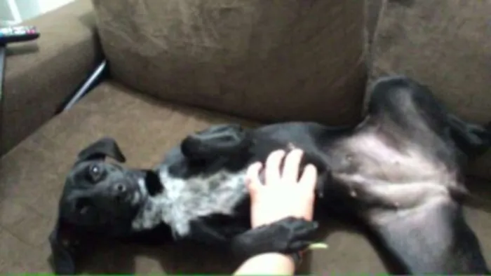 Cachorro ra a SRD (com jeito de salsichinha) idade 1 ano nome Nina