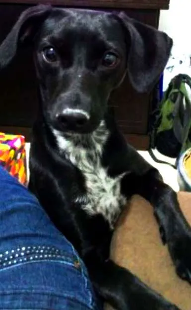 Cachorro ra a SRD (com jeito de salsichinha) idade 1 ano nome Nina