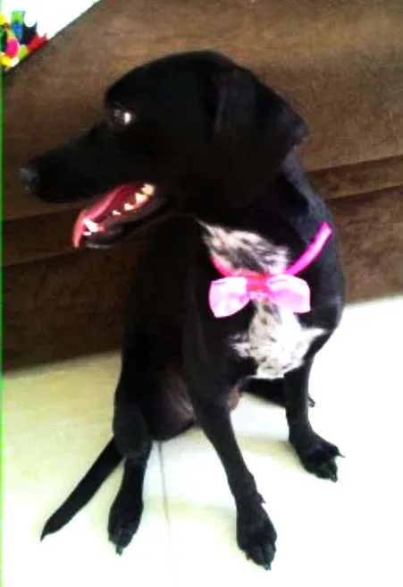 Cachorro ra a SRD (com jeito de salsichinha) idade 1 ano nome Nina