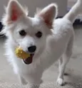 Kira