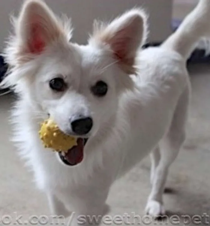 Cachorro ra a  idade 1 ano nome Kira