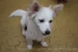 Kira
