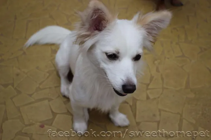 Cachorro ra a  idade 1 ano nome Kira