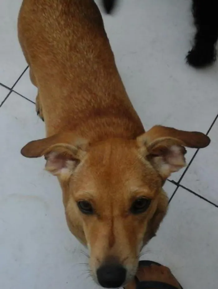 Cachorro ra a SRD idade 7 a 11 meses nome loira