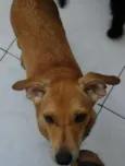 loira