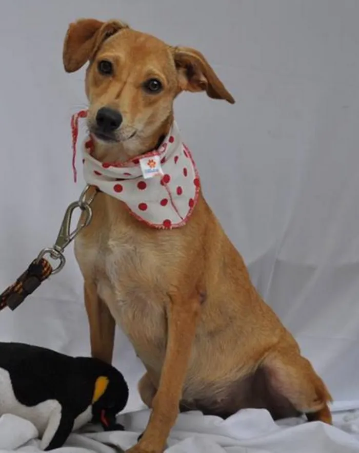 Cachorro ra a SRD idade 7 a 11 meses nome loira