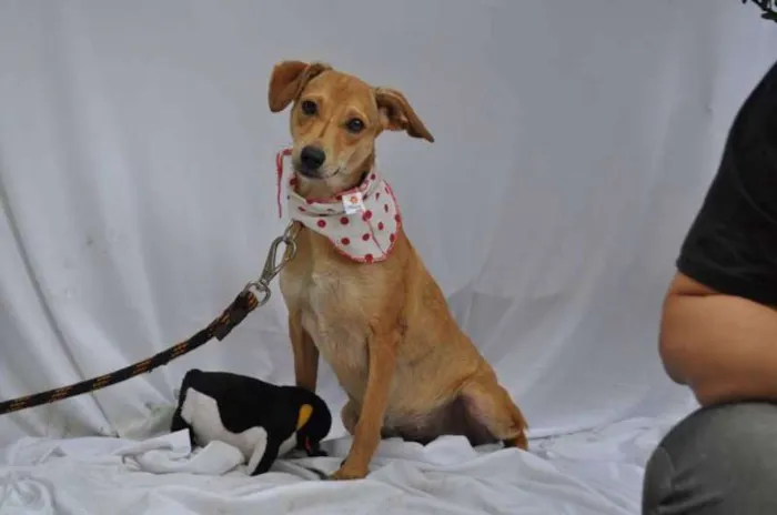 Cachorro ra a SRD idade 7 a 11 meses nome loira
