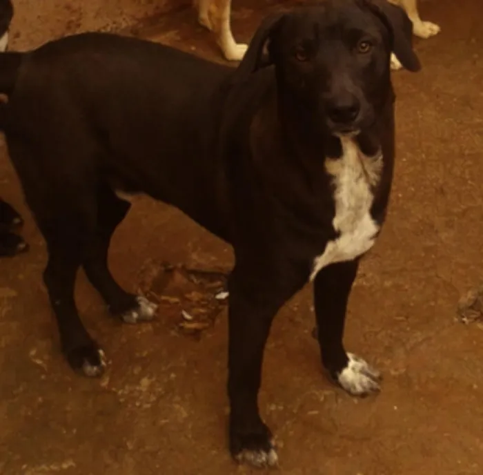Cachorro ra a SRD idade 7 a 11 meses nome Hachi