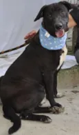 Hachi
