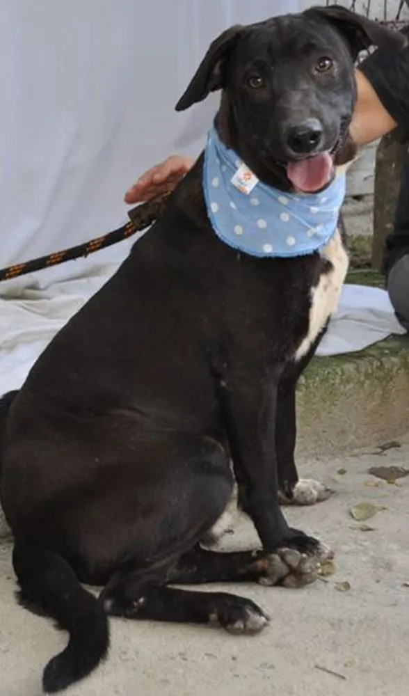 Cachorro ra a SRD idade 7 a 11 meses nome Hachi
