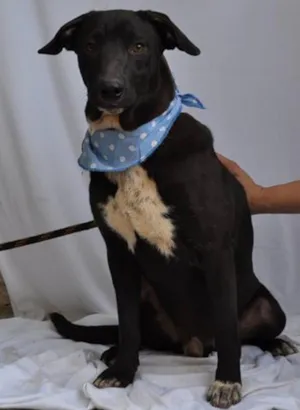 Cachorro raça SRD idade 7 a 11 meses nome Hachi