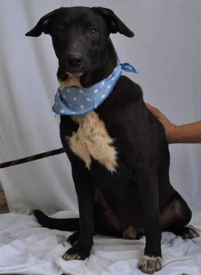 Cachorro ra a SRD idade 7 a 11 meses nome Hachi