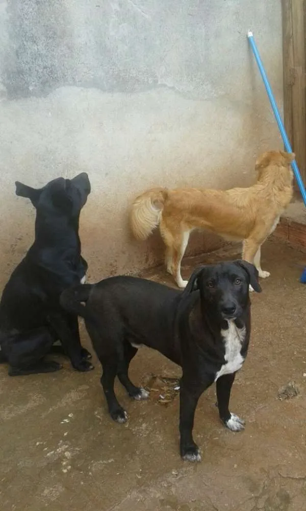 Cachorro ra a SRD idade 7 a 11 meses nome Hachi