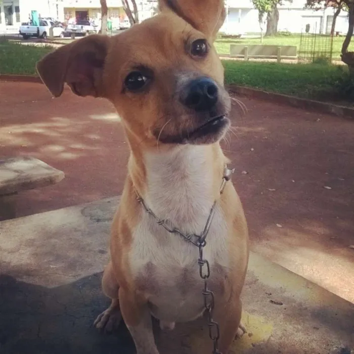 Cachorro raça sem raça definida idade 1 ano nome ducke