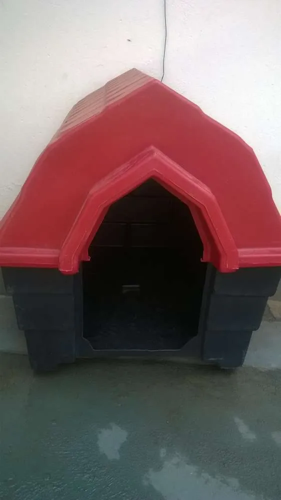 Cachorro raça sem raça definida idade 1 ano nome ducke