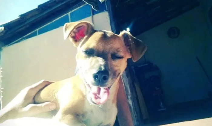 Cachorro raça sem raça definida idade 1 ano nome ducke