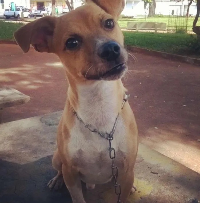 Cachorro raça sem raça definida idade 1 ano nome ducke