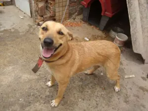 Cachorro raça Srd idade 1 ano nome Mel