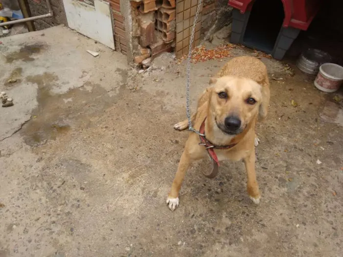 Cachorro ra a Srd idade 1 ano nome Mel