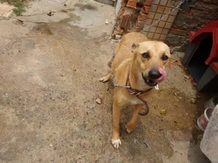 Cachorro ra a Srd idade 1 ano nome Mel