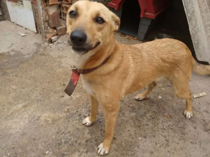 Cachorro ra a Srd idade 1 ano nome Mel