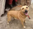 Mel
