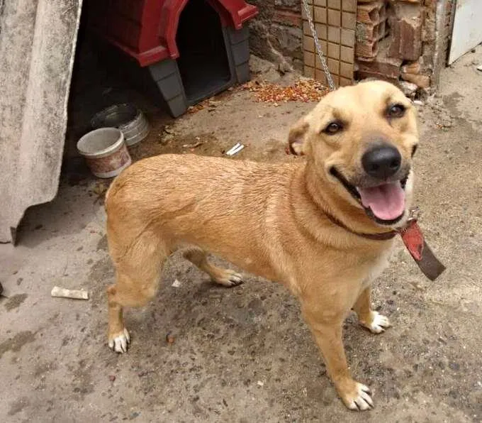 Cachorro ra a Srd idade 1 ano nome Mel