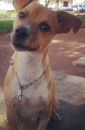 Cachorro raça sem raça definida idade 1 ano nome ducke