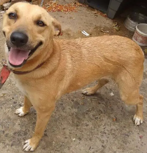 Cachorro ra a Srd idade 1 ano nome Mel