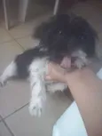 estrela