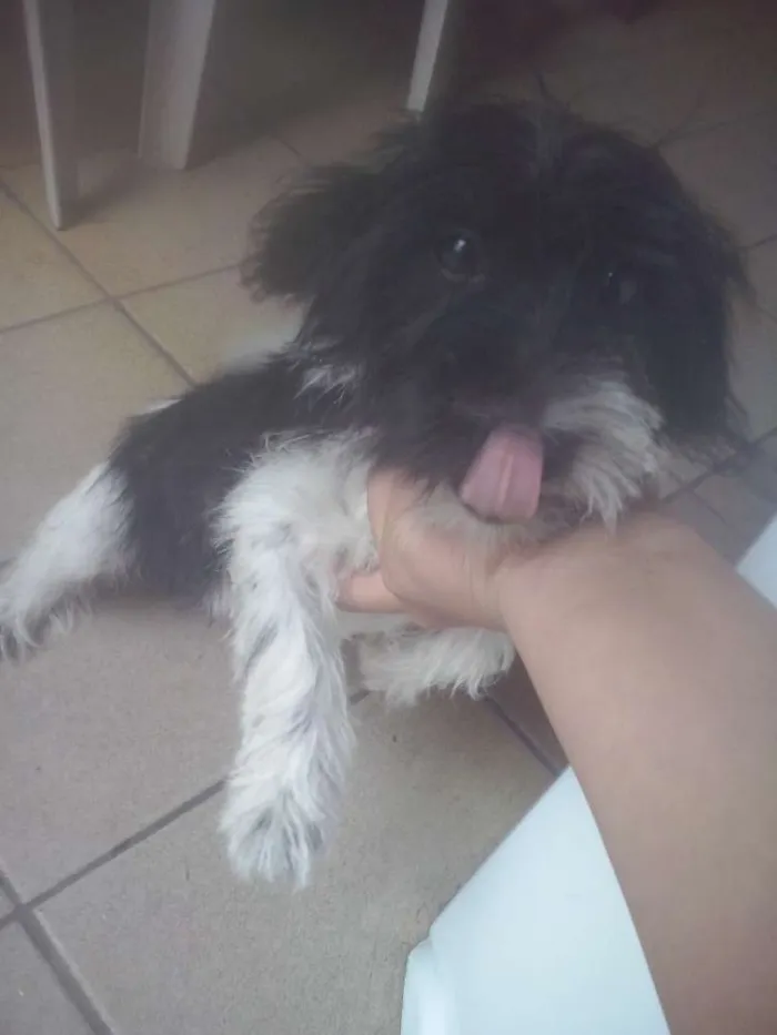 Cachorro raça Poodle com yorkshare  idade 2 a 6 meses nome estrela