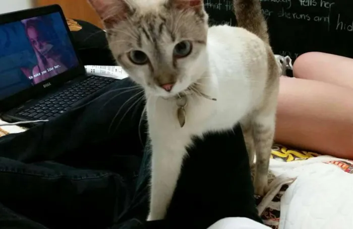 Gato ra a idade 7 a 11 meses nome Frika GRATIFICA