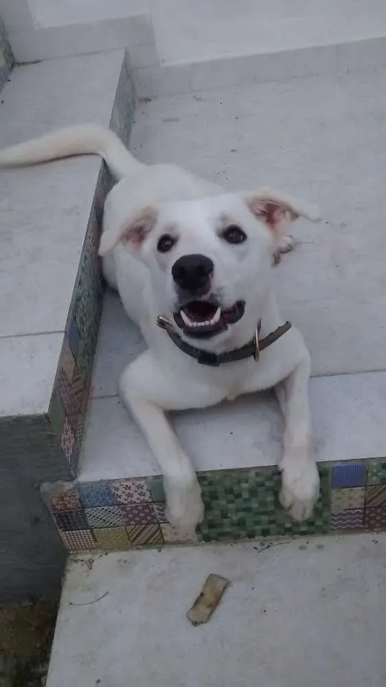 Cachorro ra a vira lata idade 1 ano nome Amnesia