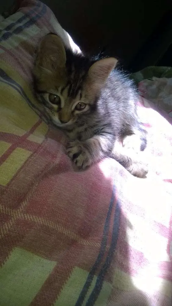 Gato ra a Vira lata idade 2 a 6 meses nome Sem nome