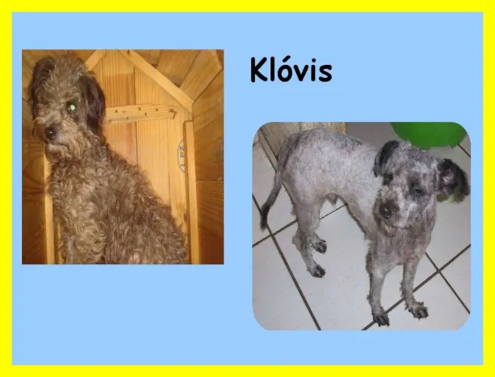 Cachorro ra a  idade 3 anos nome Klóvis Poodle 