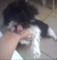 estrela