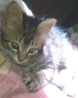 Gato raça Vira lata idade 2 a 6 meses nome Sem nome