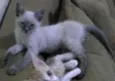 Nina / Samantha