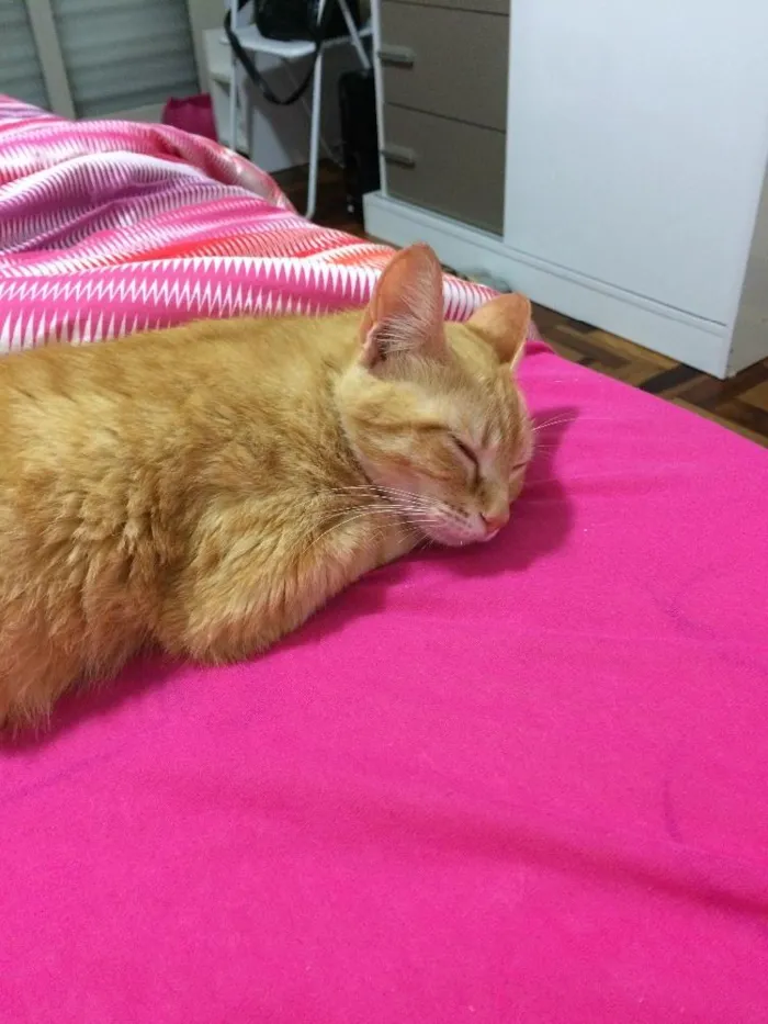 Gato raça Sem raça definida  idade 1 ano nome Channel