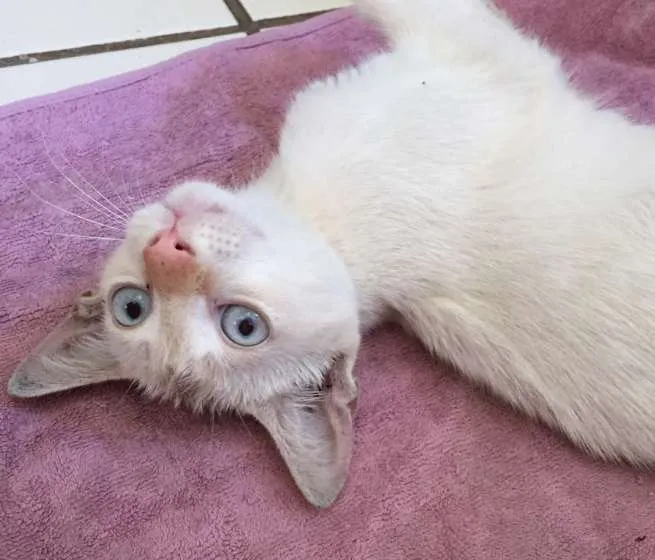 Gato raça INDEFINIDA idade 7 a 11 meses nome LILO