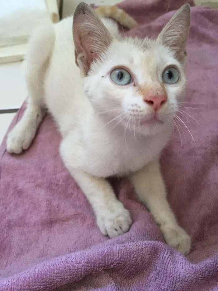 Gato raça INDEFINIDA idade 7 a 11 meses nome LILO