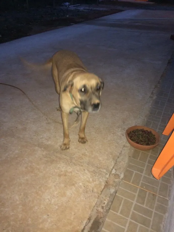 Cachorro ra a Misturado com fila idade 2 anos nome Cristal