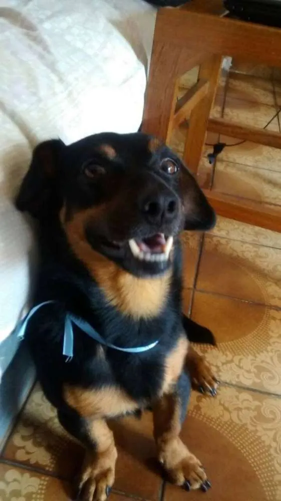 Cachorro ra a Vira Lata idade 3 anos nome Logan